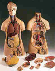 insan vücudu küçük boy organlar parça parça sökülüp takılabilir 