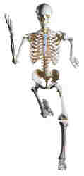 insan iskeleti tam boy 170 cm